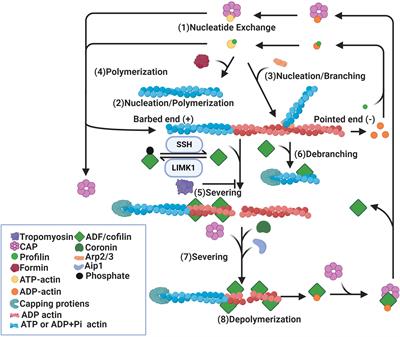 The Role of ADF/Cofilin in Synaptic Physiology and Alzheimer’s Disease